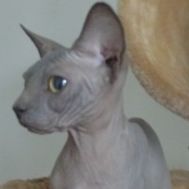 sphynx76