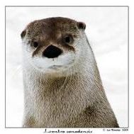 loutre31