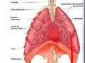 l'appareil respiratoire