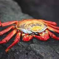 Les hommes crabes